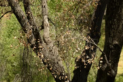 DSC_1646 (Large).JPG